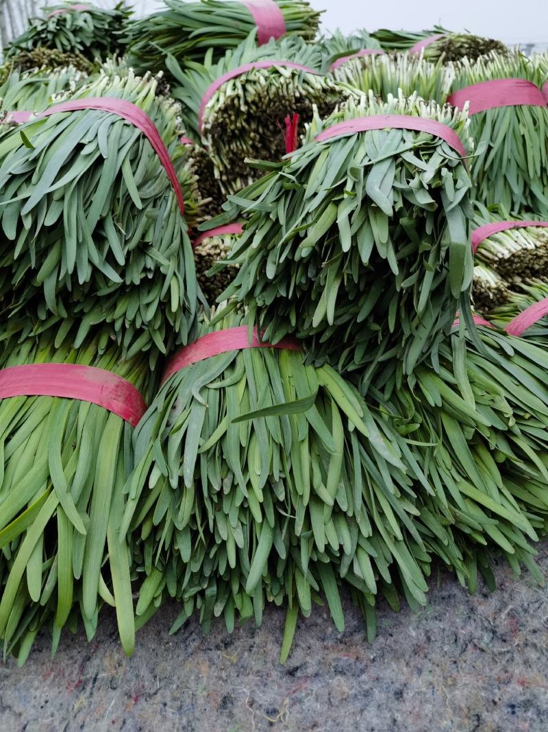 精品大叶韭菜大量上市中，粗细均匀，叶黑，叶宽，高度三十五