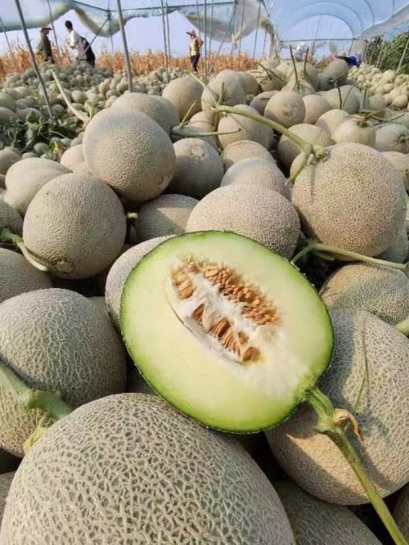 【优选】海南玫珑绿宝蜜瓜产地直发-量大从优-价格优惠