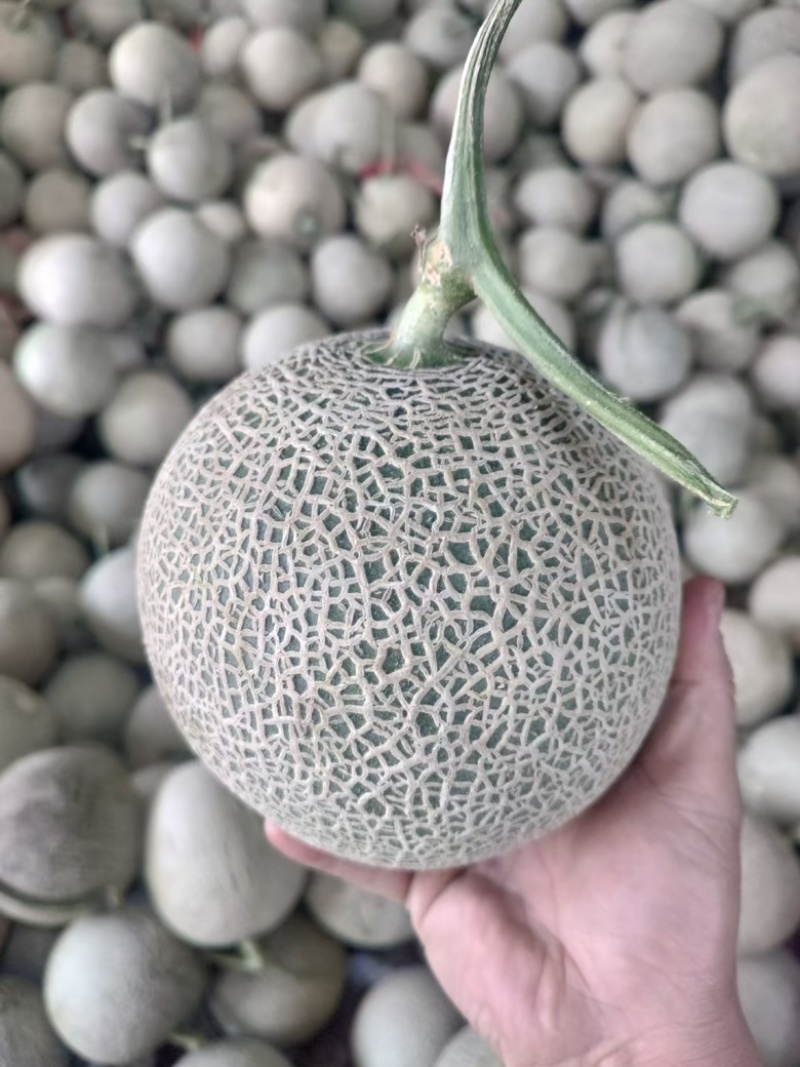 【优选】海南玫珑绿宝蜜瓜产地直发-量大从优-价格优惠