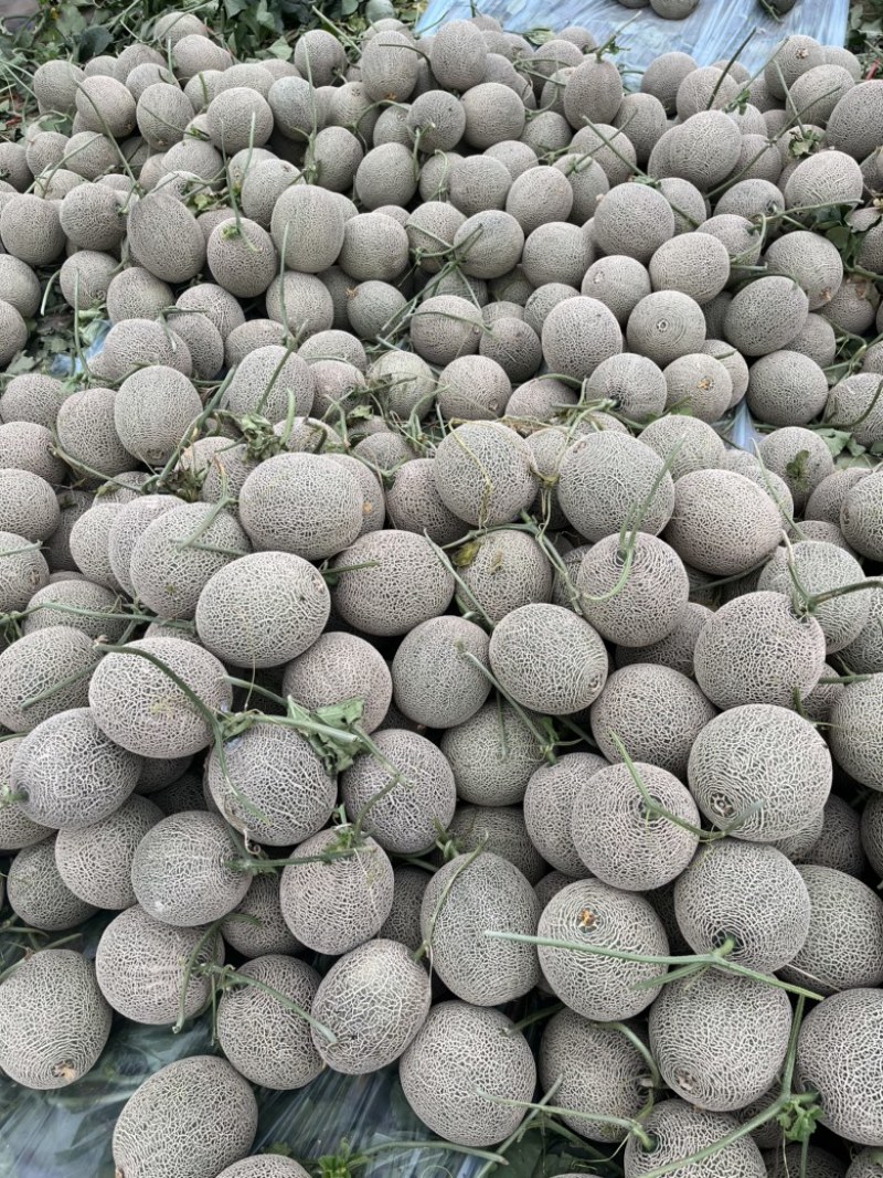 【优选】海南玫珑绿宝蜜瓜产地直发-量大从优-价格优惠