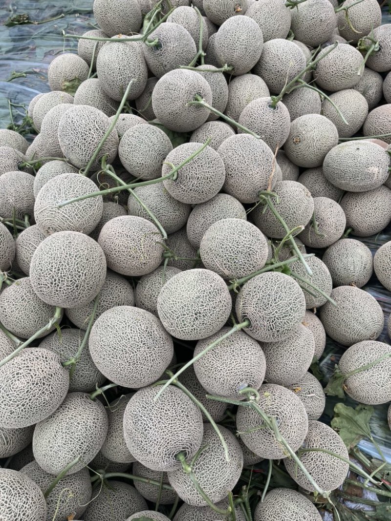 【优选】海南玫珑绿宝蜜瓜产地直发-量大从优-价格优惠
