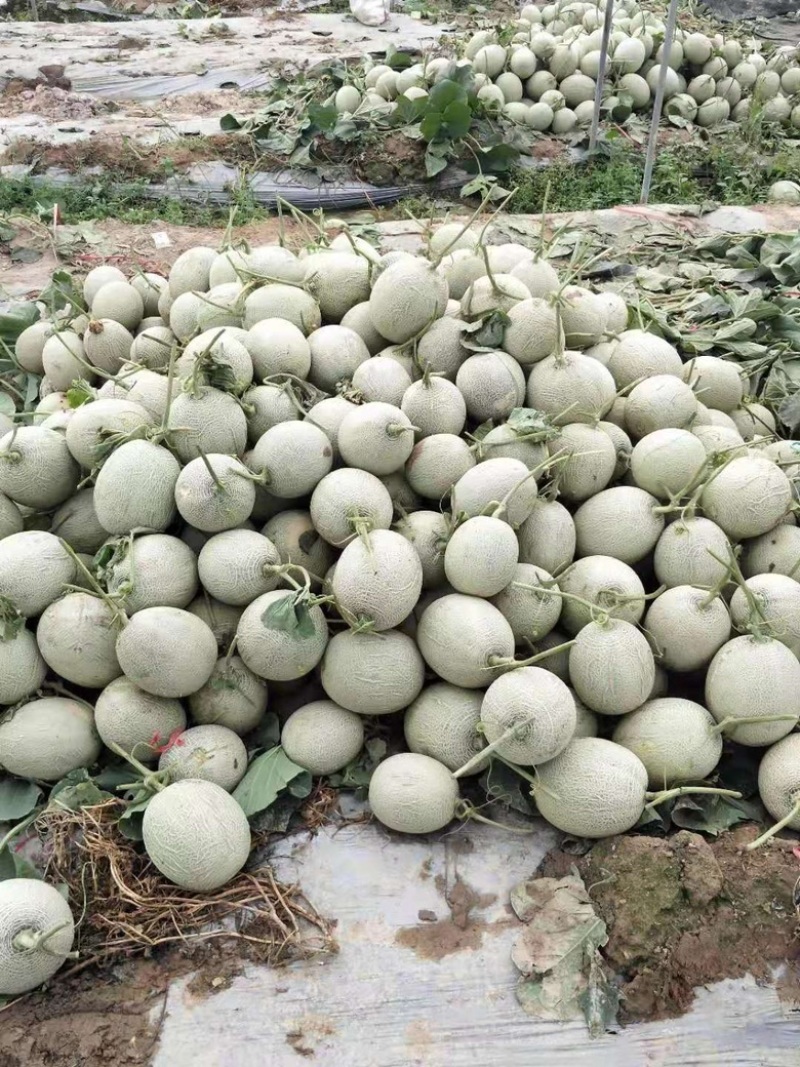 【优选】海南玫珑绿宝蜜瓜产地直发-量大从优-价格优惠