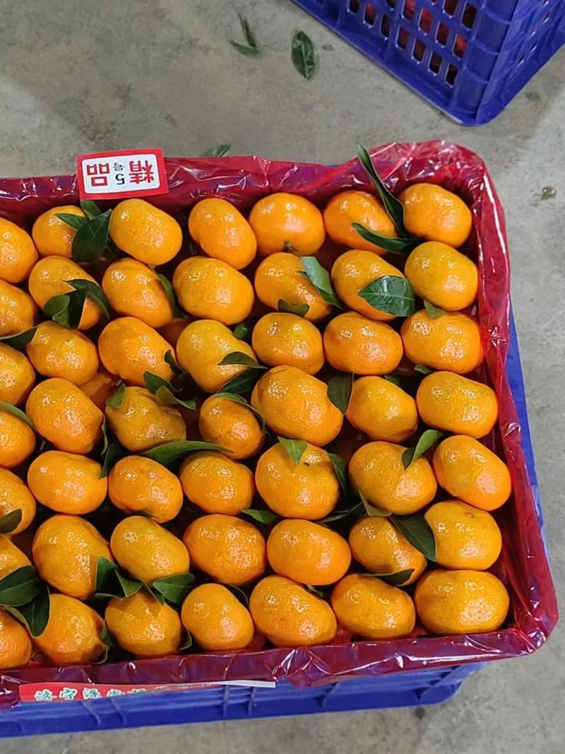 【广西柑桔】蜜广橘南丰蜜橘产地货源支持代发团购价格详谈