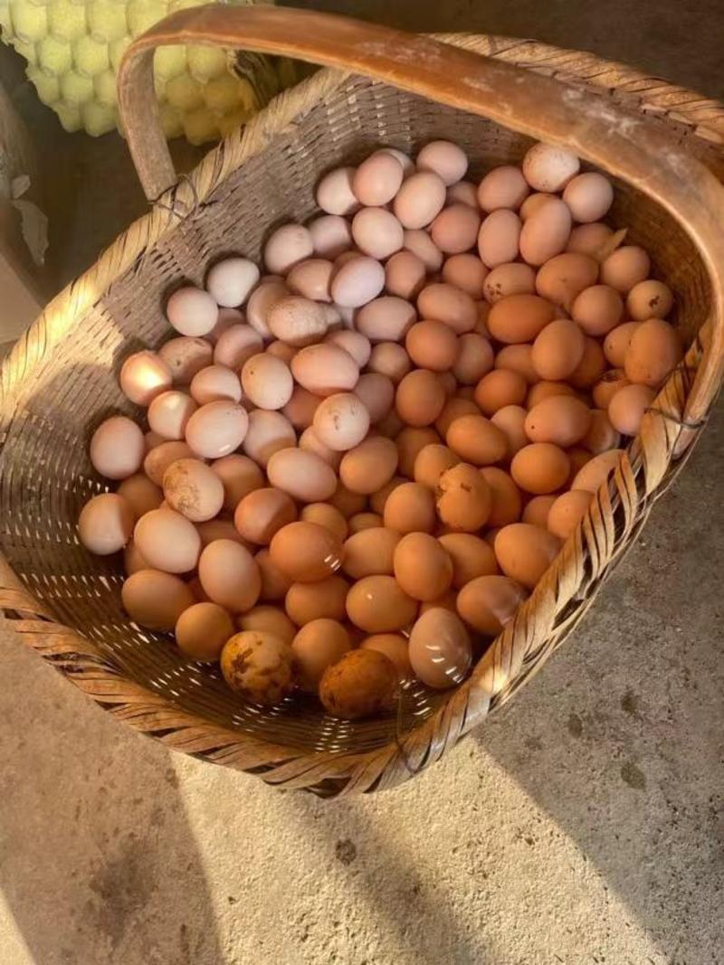 皖南九华山生态散养土鸡蛋严格挑选新鲜营养批量供货
