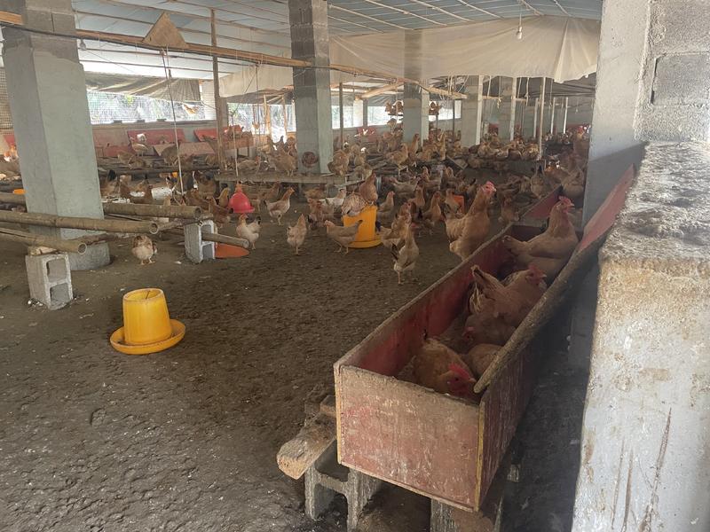 皖南农家散养土鸡货源充足品质保证可长期合作关系下单