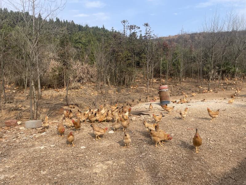皖南农家散养土鸡货源充足品质保证可长期合作关系下单