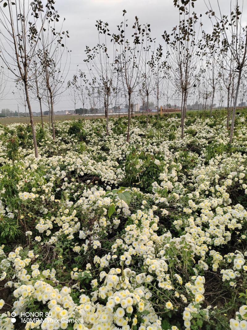 河北精品菊花产地直发品质保证一手货源量大从优