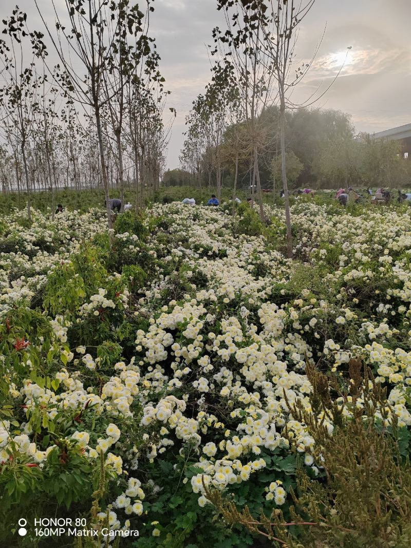河北精品菊花产地直发品质保证一手货源量大从优