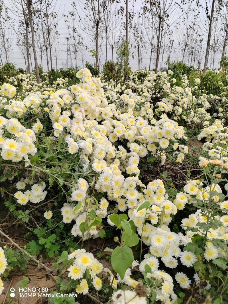 河北精品菊花产地直发品质保证一手货源量大从优