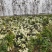 河北精品菊花产地直发品质保证一手货源量大从优