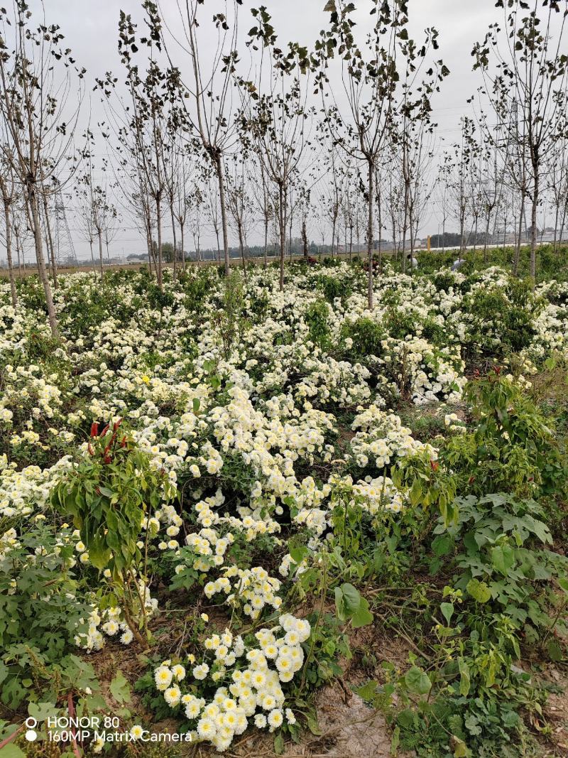 河北精品菊花产地直发品质保证一手货源量大从优