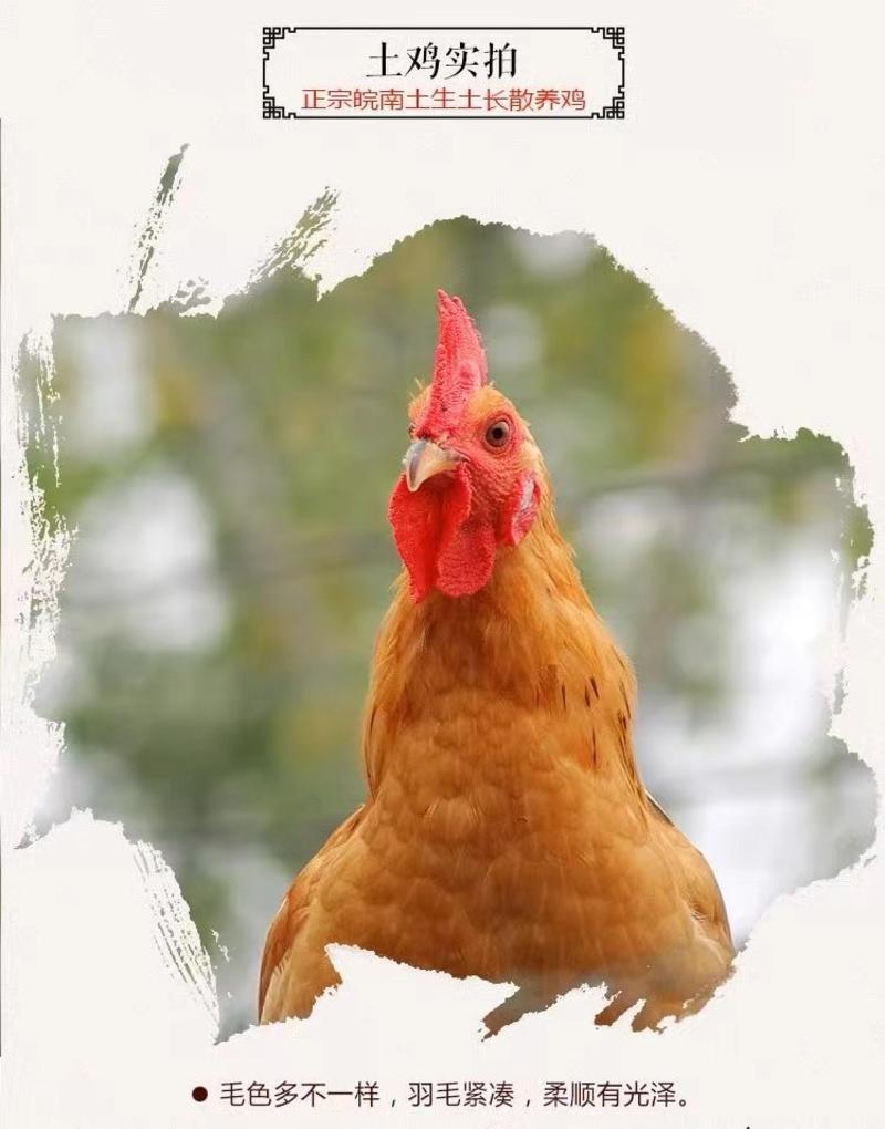 安徽农家散养仔公鸡跑山鸡品种齐全品种保证欢迎老板来电