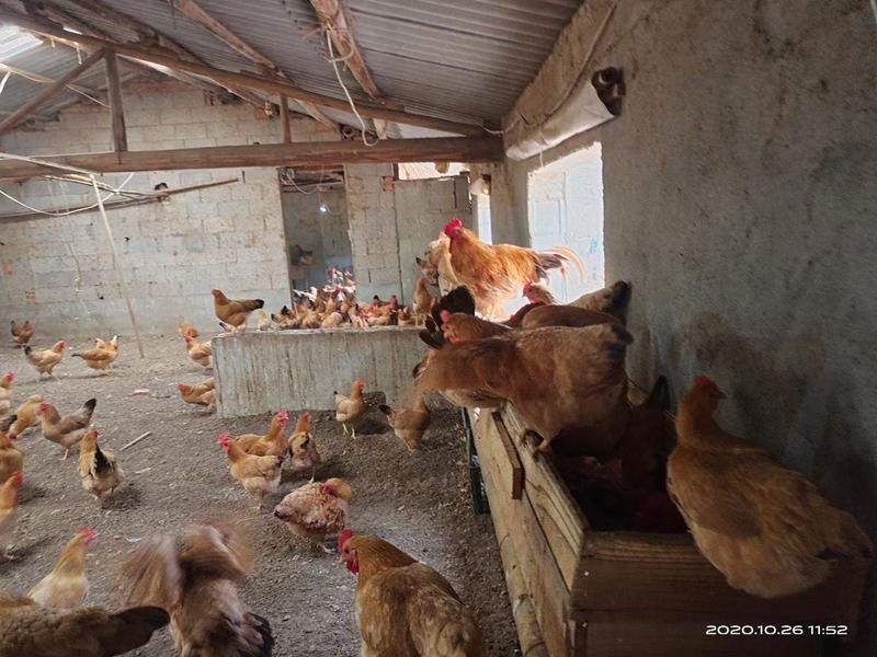 安徽农家散养仔公鸡跑山鸡品种齐全品种保证欢迎老板来电