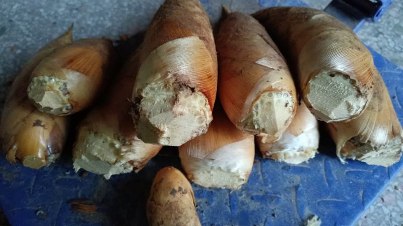 深山冬笋精品货精品包装。