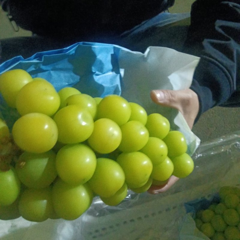 冷库阳光玫瑰大量有货