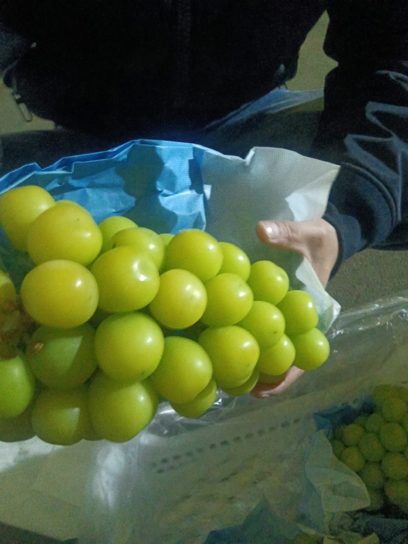 冷库阳光玫瑰大量有货