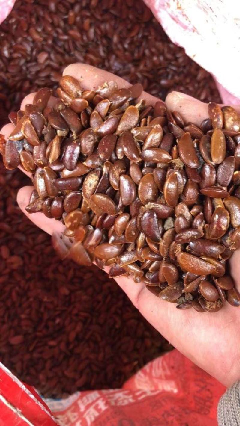 软枣种子，柿子种，产地批发看质量说话，纯新货