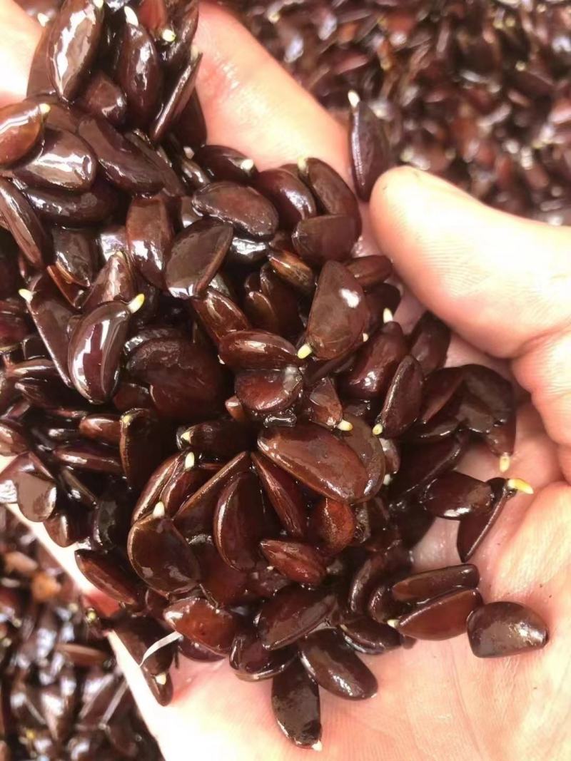 软枣种子，柿子种，产地批发看质量说话，纯新货