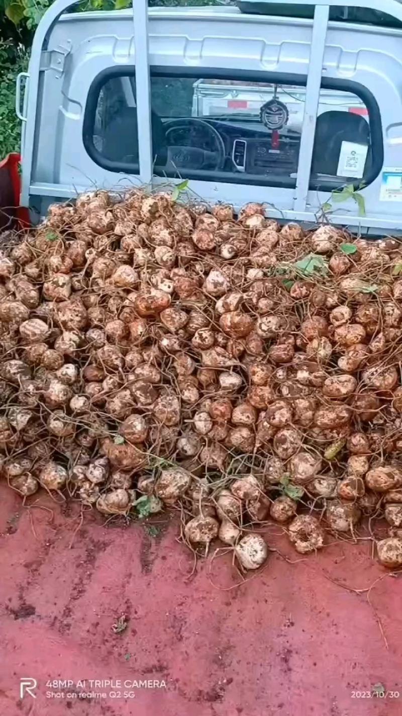 里庄土瓜，又甜又好吃，需要的老板赶紧来吧