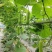 基地专用短瓠子瓜种子正源金鸿1号瓠瓜种子户子蒲瓜种子