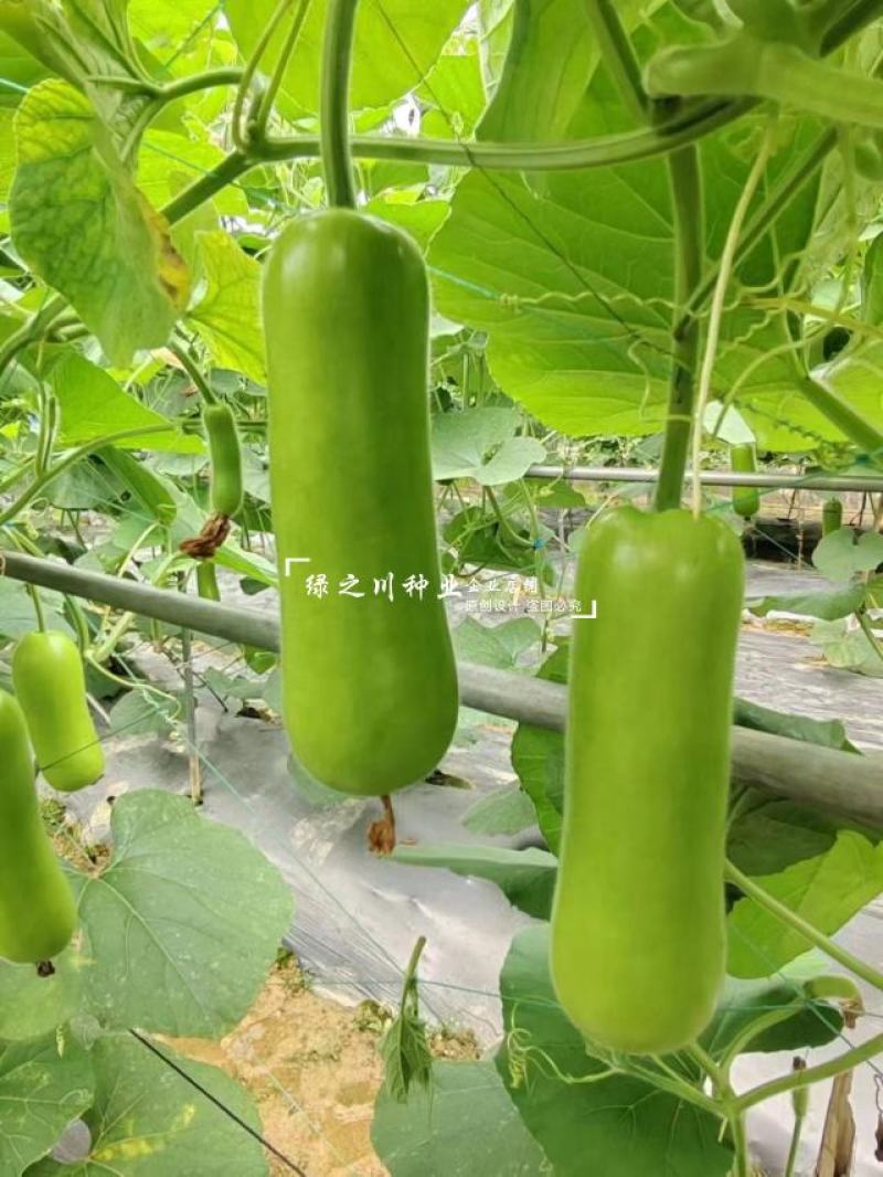 基地专用短瓠子瓜种子正源金鸿1号瓠瓜种子户子蒲瓜种子