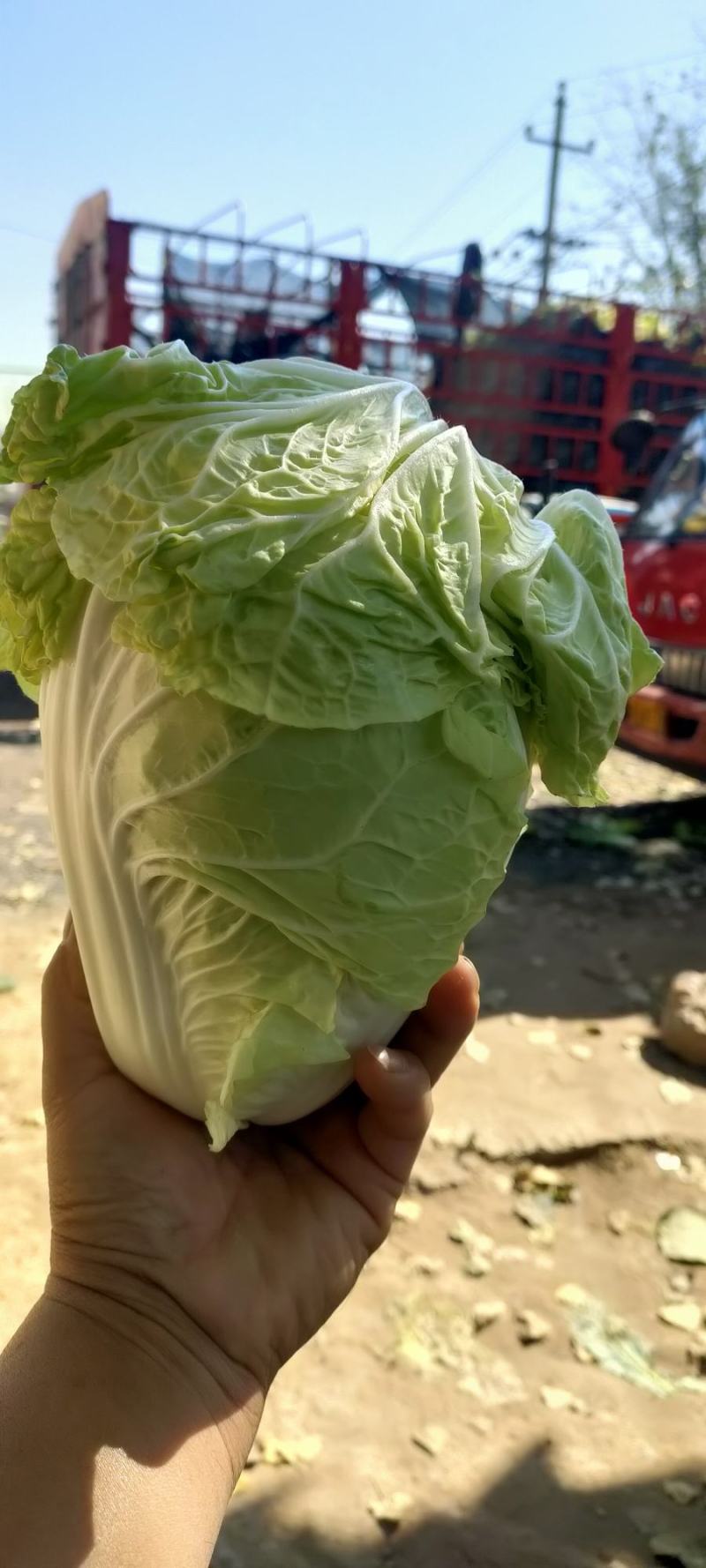 河南开封夏阳白菜货源充足产地发货全国代发