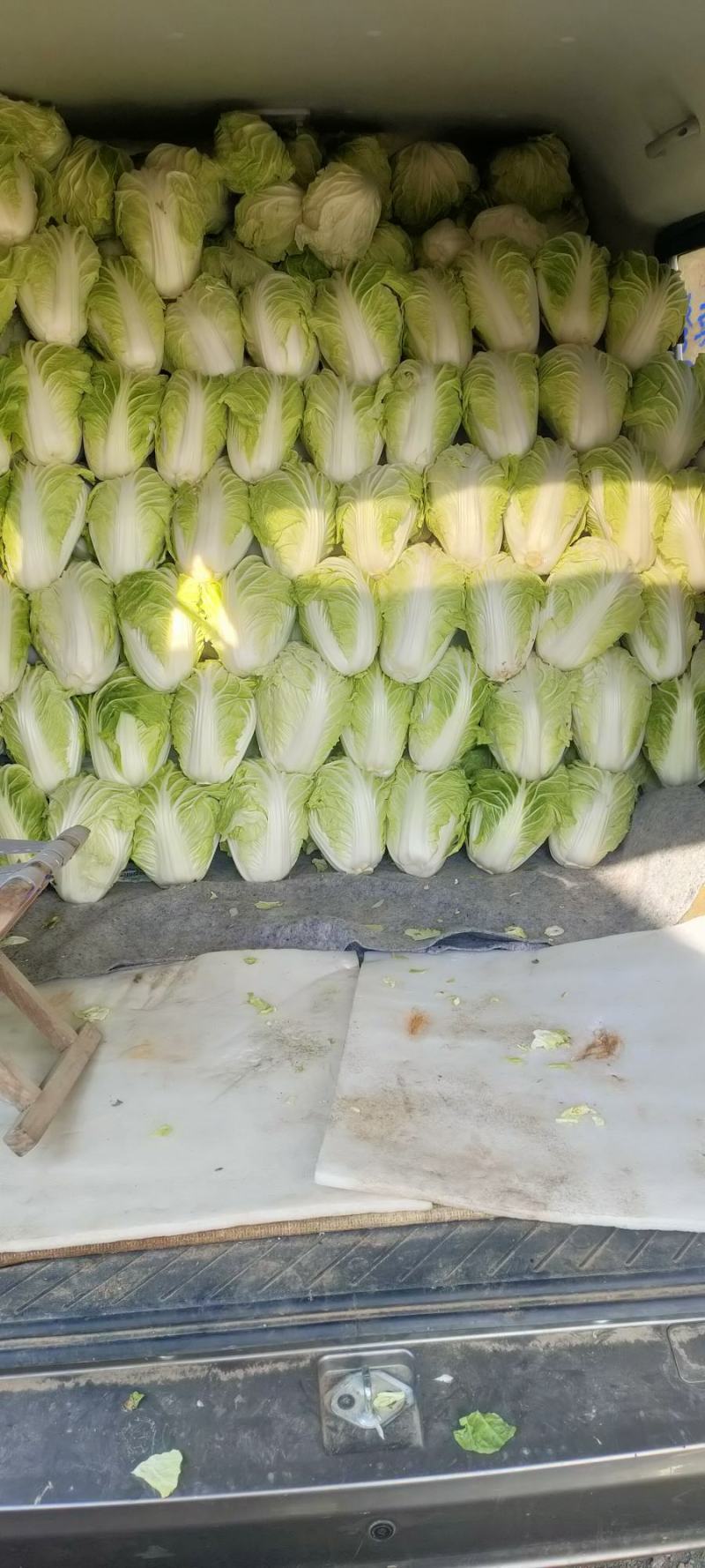 河南开封夏阳白菜货源充足产地发货全国代发