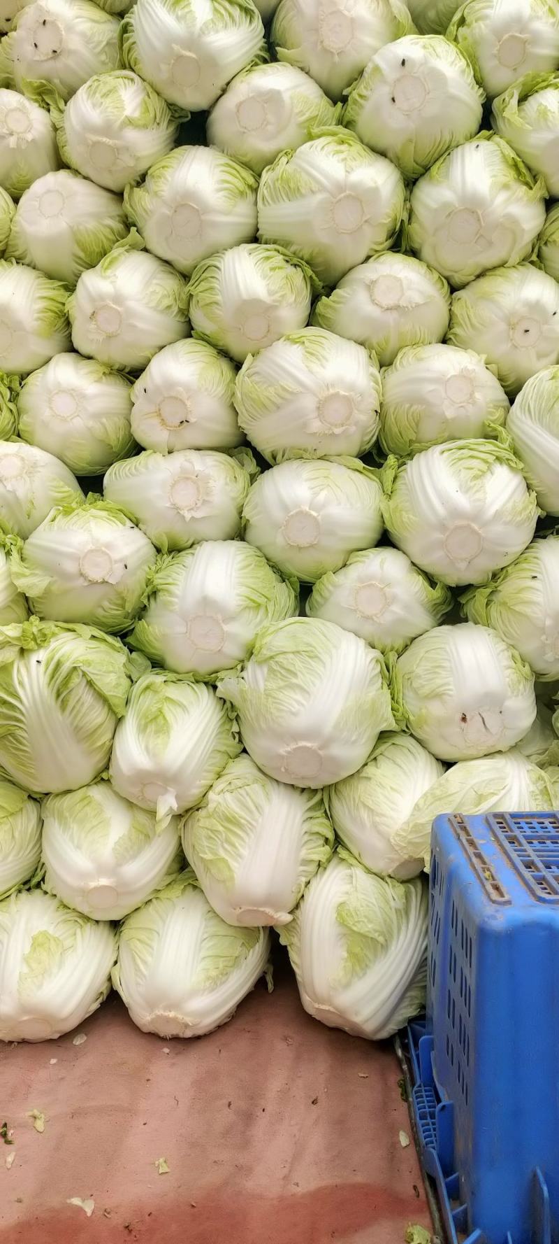 河南开封夏阳白菜货源充足产地发货全国代发