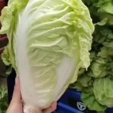 河南开封夏阳白菜货源充足产地发货全国代发