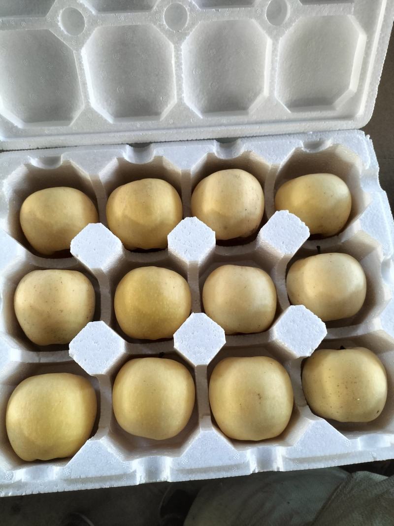【一件代发】山东烟台栖霞黄金奶油富士一手货源产地直发代发
