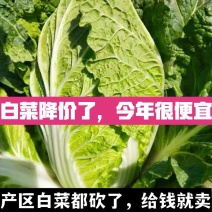 河北黄心大白菜，2023年头茬，现货秒发