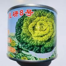 蔬研8号耐寒黄心乌种子特矮棵，基地专用乌菜黄心菜种子