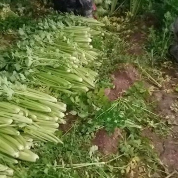 河南省内黄县王保昌果蔬商行芹菜大量上市
