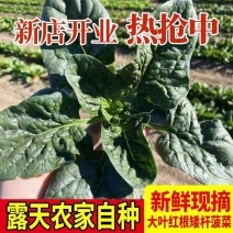 河北大叶菠菜，2023年头茬，当天采摘当天发货当天装车