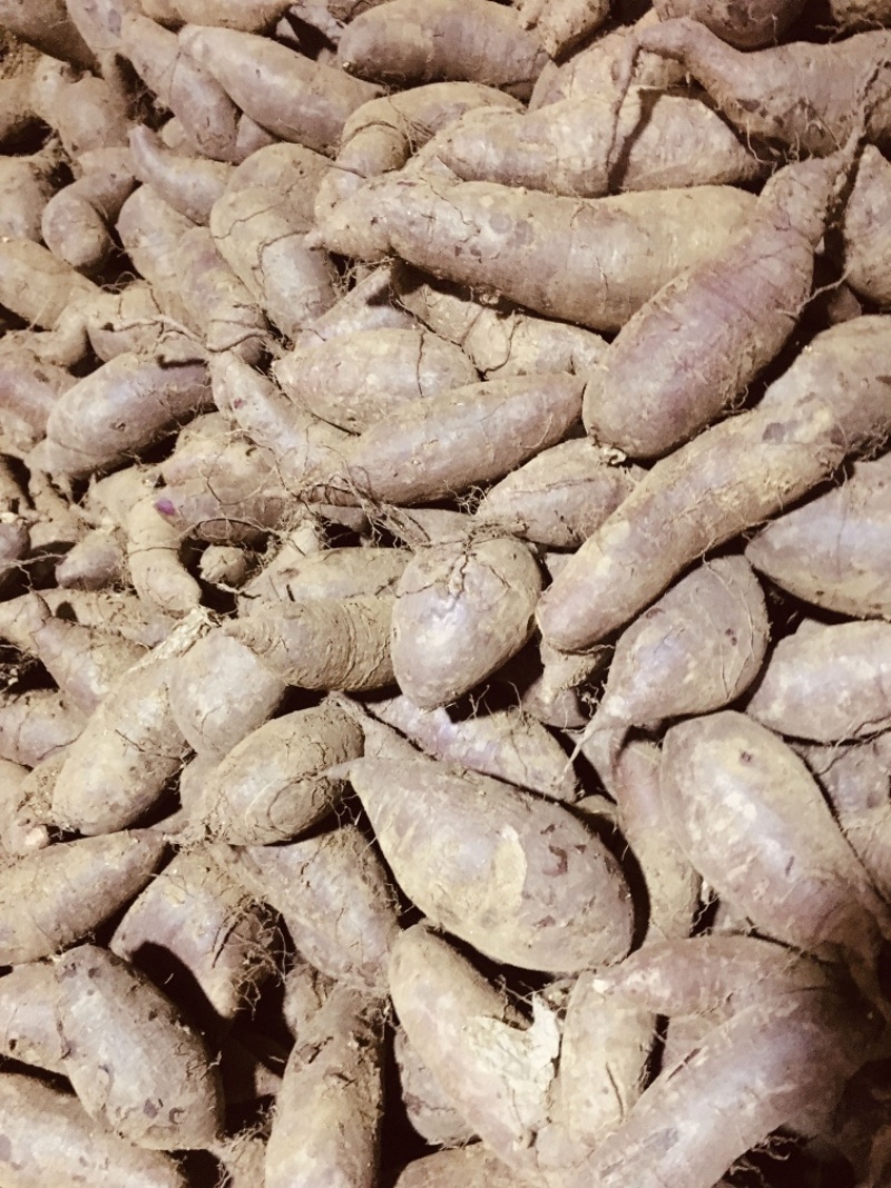 紫薯山东临沂精品紫薯现挖现发常年供应可对接电商商超