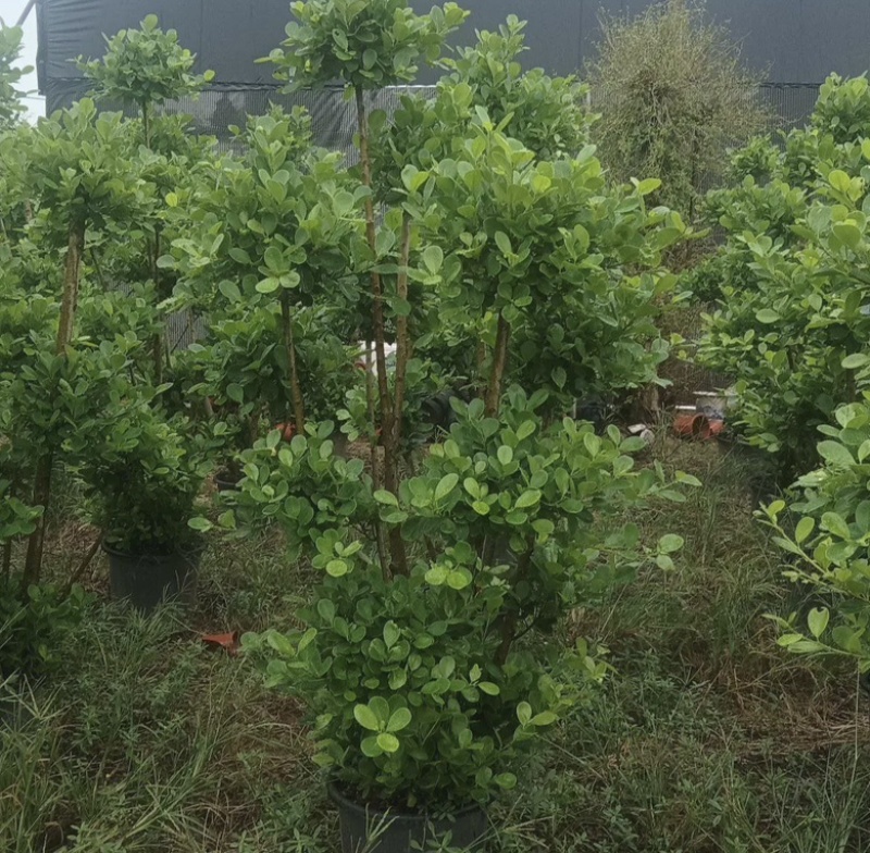 各种规格火山榕，园林绿化绿植，奇观。大量供应产地