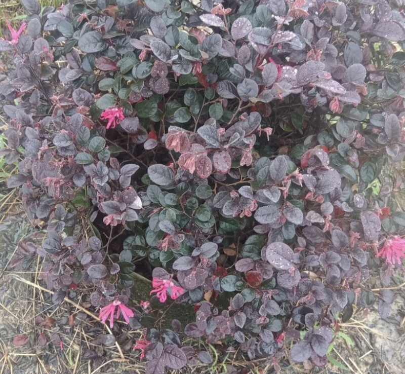 各种规格火山榕，园林绿化绿植，奇观。大量供应产地