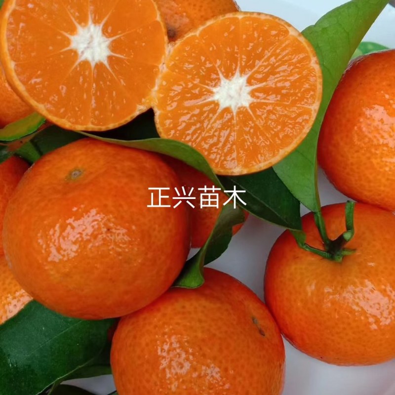 金秋沙糖桔苗，四川金秋砂糖橘苗，串状挂果，早熟丰产性优良