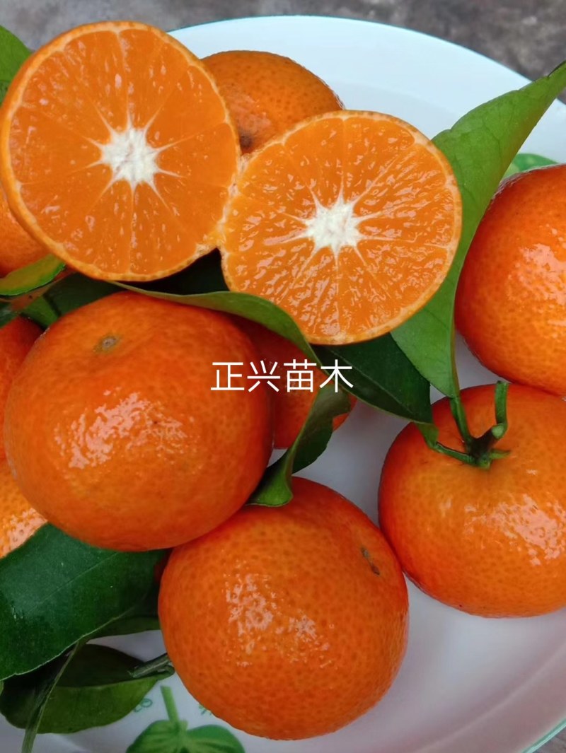 金秋沙糖桔苗，四川金秋砂糖橘苗，串状挂果，早熟丰产性优良