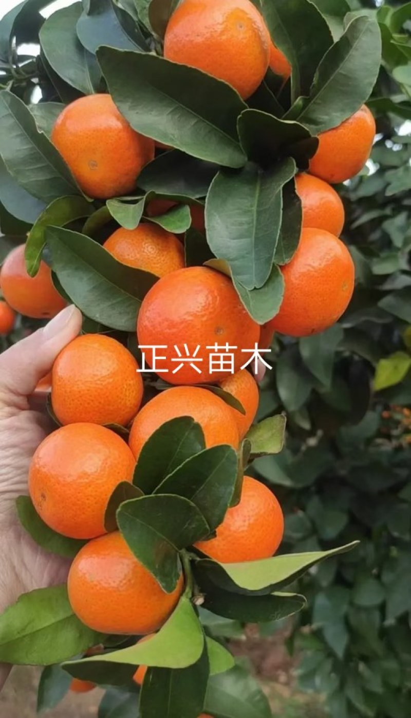 金秋沙糖桔苗，四川金秋砂糖橘苗，串状挂果，早熟丰产性优良