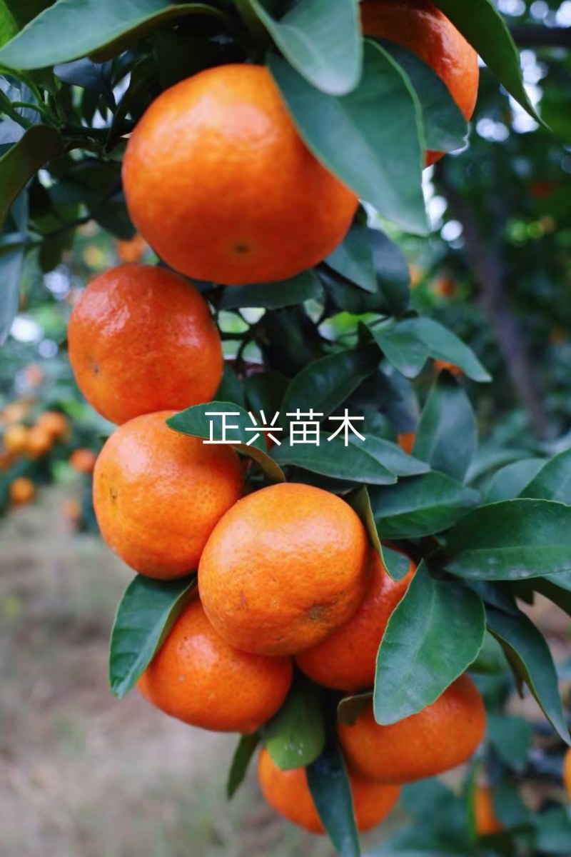 金秋沙糖桔苗，四川金秋砂糖橘苗，串状挂果，早熟丰产性优良