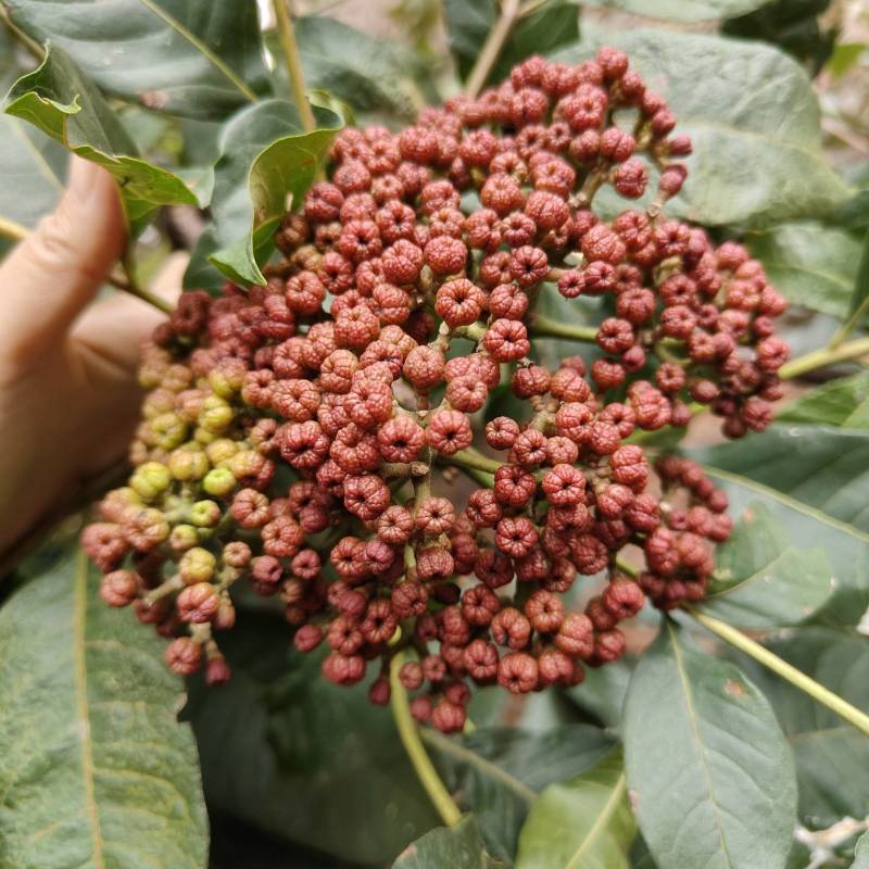 吴茱萸生红果