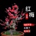 红梅花树苗红梅盆栽乌梅绿梅腊梅骨里红地栽苗带花苞发货