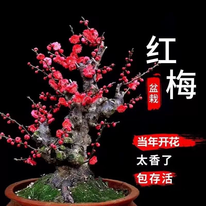 红梅花树苗红梅盆栽乌梅绿梅腊梅骨里红地栽苗带花苞发货