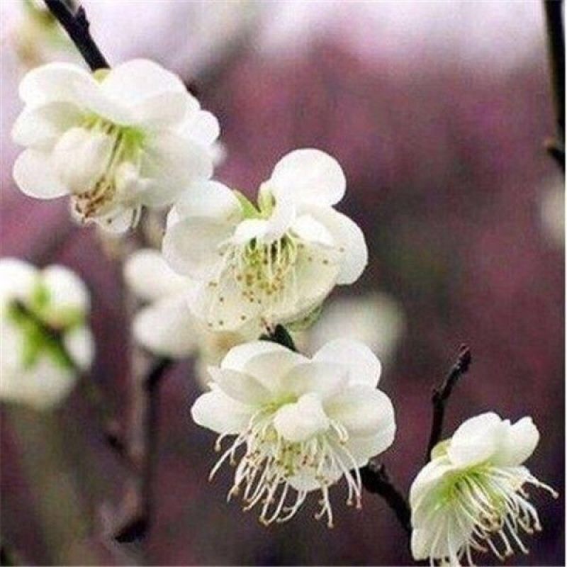红梅花树苗红梅盆栽乌梅绿梅腊梅骨里红地栽苗带花苞发货