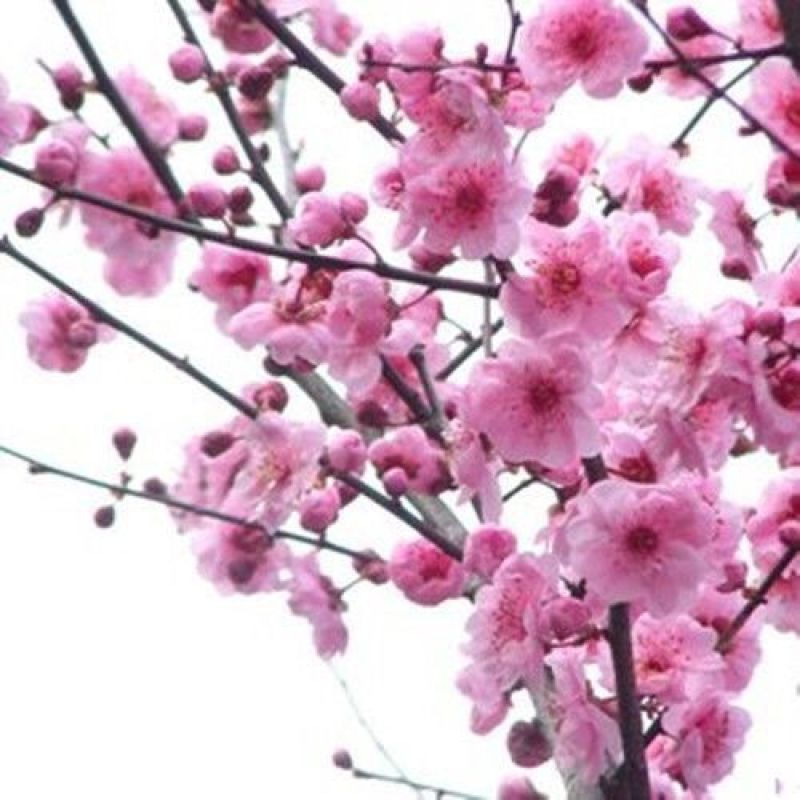红梅花树苗红梅盆栽乌梅绿梅腊梅骨里红地栽苗带花苞发货