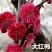 红梅花树苗红梅盆栽乌梅绿梅腊梅骨里红地栽苗带花苞发货