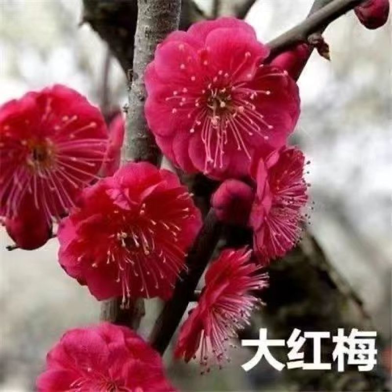 红梅花树苗红梅盆栽乌梅绿梅腊梅骨里红地栽苗带花苞发货