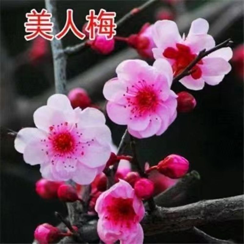 红梅花树苗红梅盆栽乌梅绿梅腊梅骨里红地栽苗带花苞发货