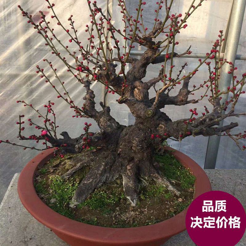 红梅花树苗红梅盆栽乌梅绿梅腊梅骨里红地栽苗带花苞发货